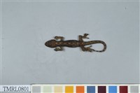 藏品(鉛山壁虎)的圖片